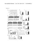 CARDIOMYOCYTES FROM INDUCED PLURIPOTENT STEM CELLS FROM PATIENTS AND     METHODS OF USE THEREOF diagram and image