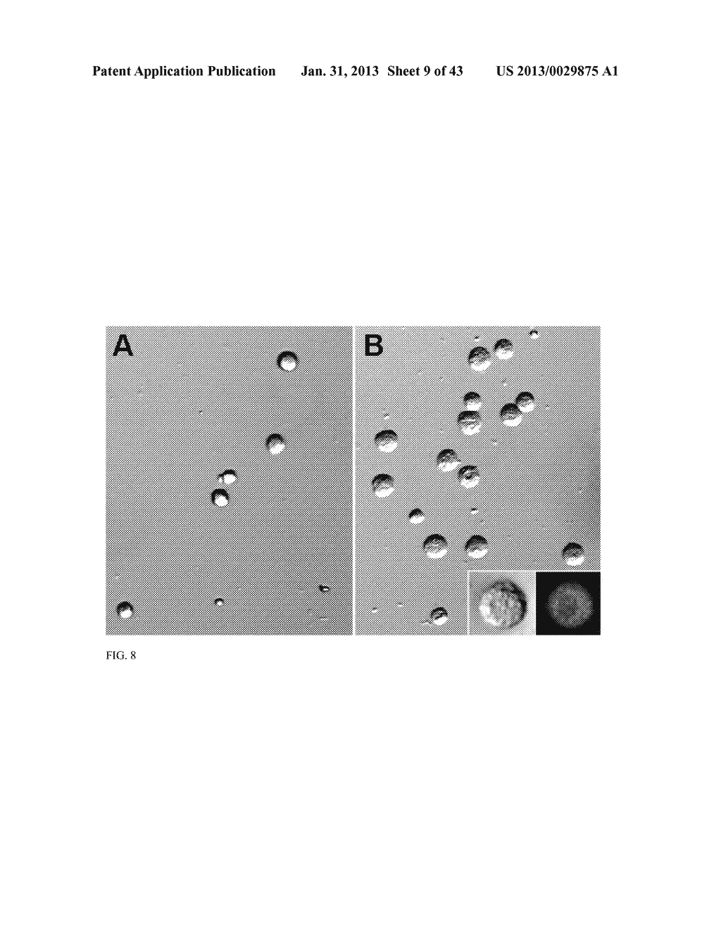 TEMPLATED ISLET CELLS AND SMALL ISLET CELL CLUSTERS FOR DIABETES TREATMENT - diagram, schematic, and image 10