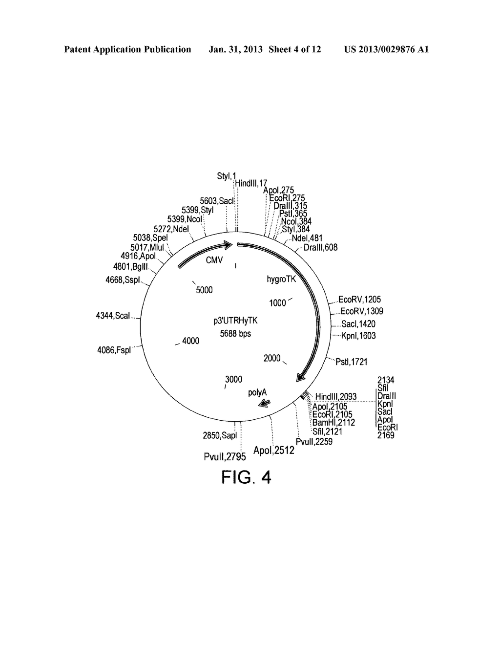 Nucleic Acids and Libraries - diagram, schematic, and image 05