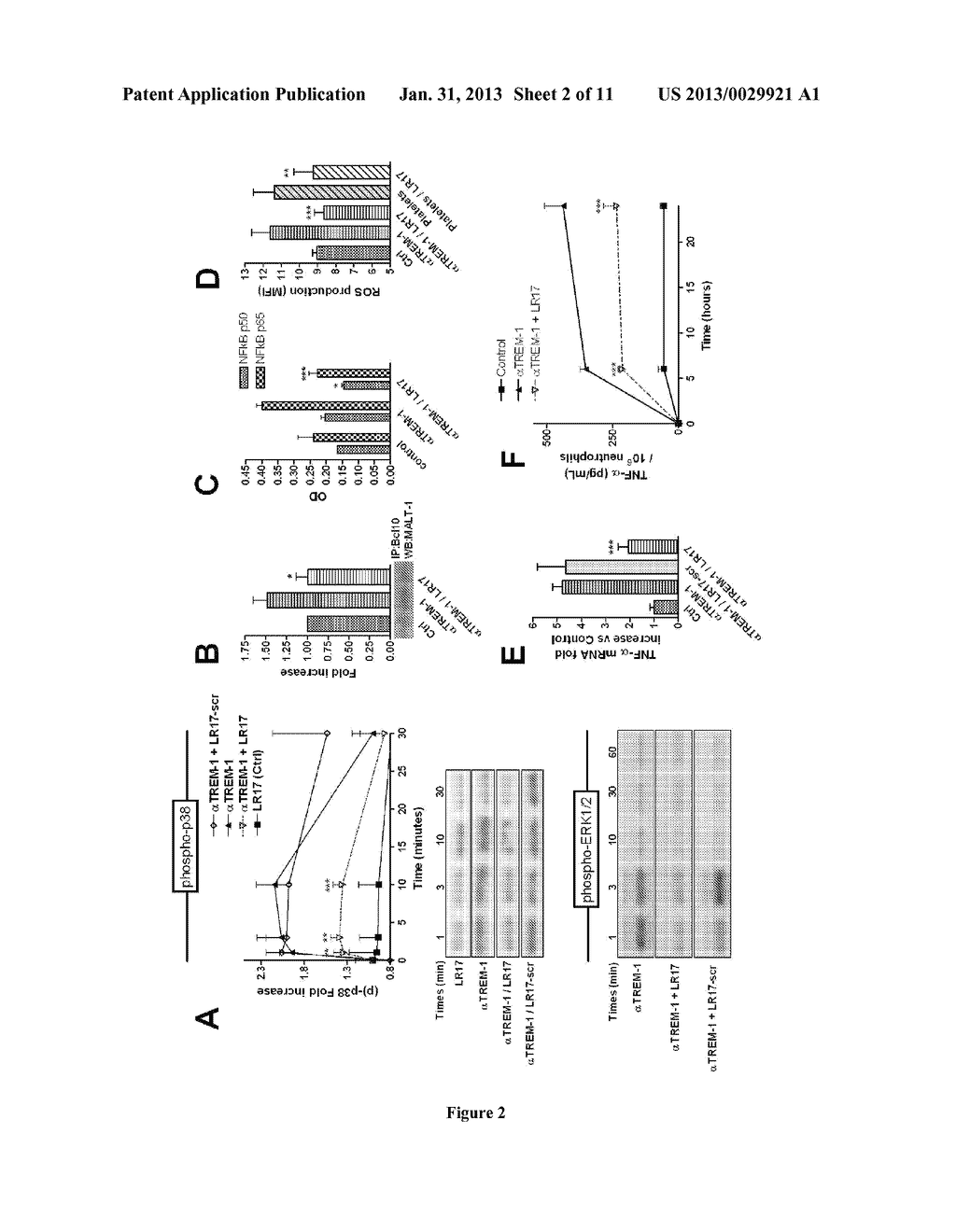 INHIBITING PEPTIDES DERIVED FROM TREM-LIKE TRANSCRIPT 1 (TLT-1) AND USES     THEREOF - diagram, schematic, and image 03