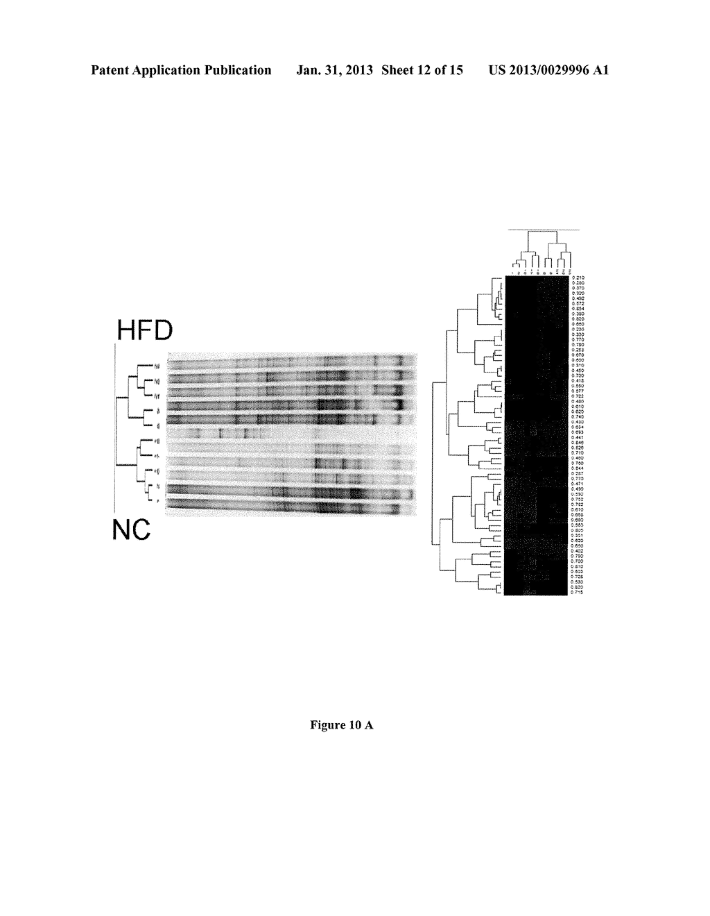 SPECIAL COMPOSITION FOR THE USE THEREOF AS A DRUG - diagram, schematic, and image 13