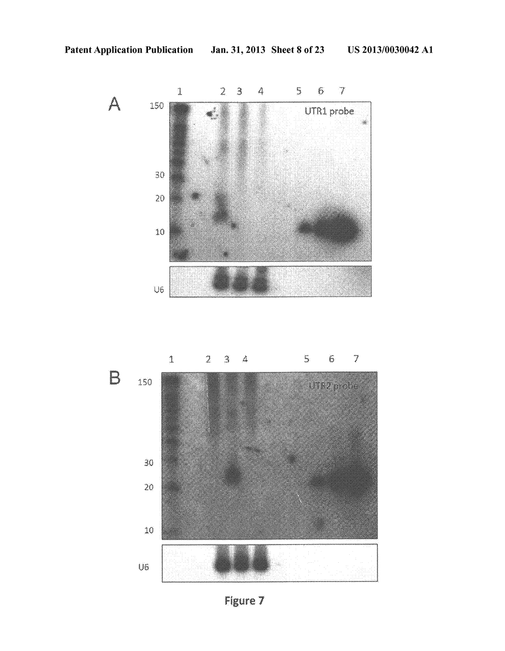 NUCLEIC ACIDS FOR TARGETING MULTIPLE REGIONS OF THE HCV GENOME - diagram, schematic, and image 09