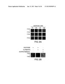 T1R HETERO-OLIGOMERIC TASTE RECEPTORS, CELL LINES THAT EXPRESS SAID     RECEPTORS, AND TASTE COMPOUNDS diagram and image