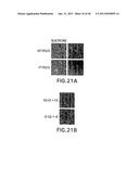 T1R HETERO-OLIGOMERIC TASTE RECEPTORS, CELL LINES THAT EXPRESS SAID     RECEPTORS, AND TASTE COMPOUNDS diagram and image