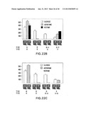 T1R HETERO-OLIGOMERIC TASTE RECEPTORS, CELL LINES THAT EXPRESS SAID     RECEPTORS, AND TASTE COMPOUNDS diagram and image