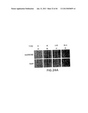 T1R HETERO-OLIGOMERIC TASTE RECEPTORS, CELL LINES THAT EXPRESS SAID     RECEPTORS, AND TASTE COMPOUNDS diagram and image