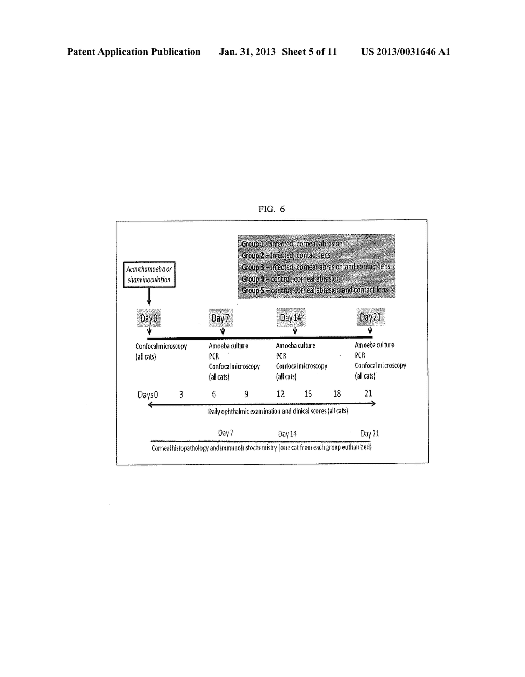 MODEL SYSTEM OF ACANTHAMOEBA KERATITIS SYNDROME AND METHOD FOR SELECTING A     TREATMENT THEREOF - diagram, schematic, and image 06