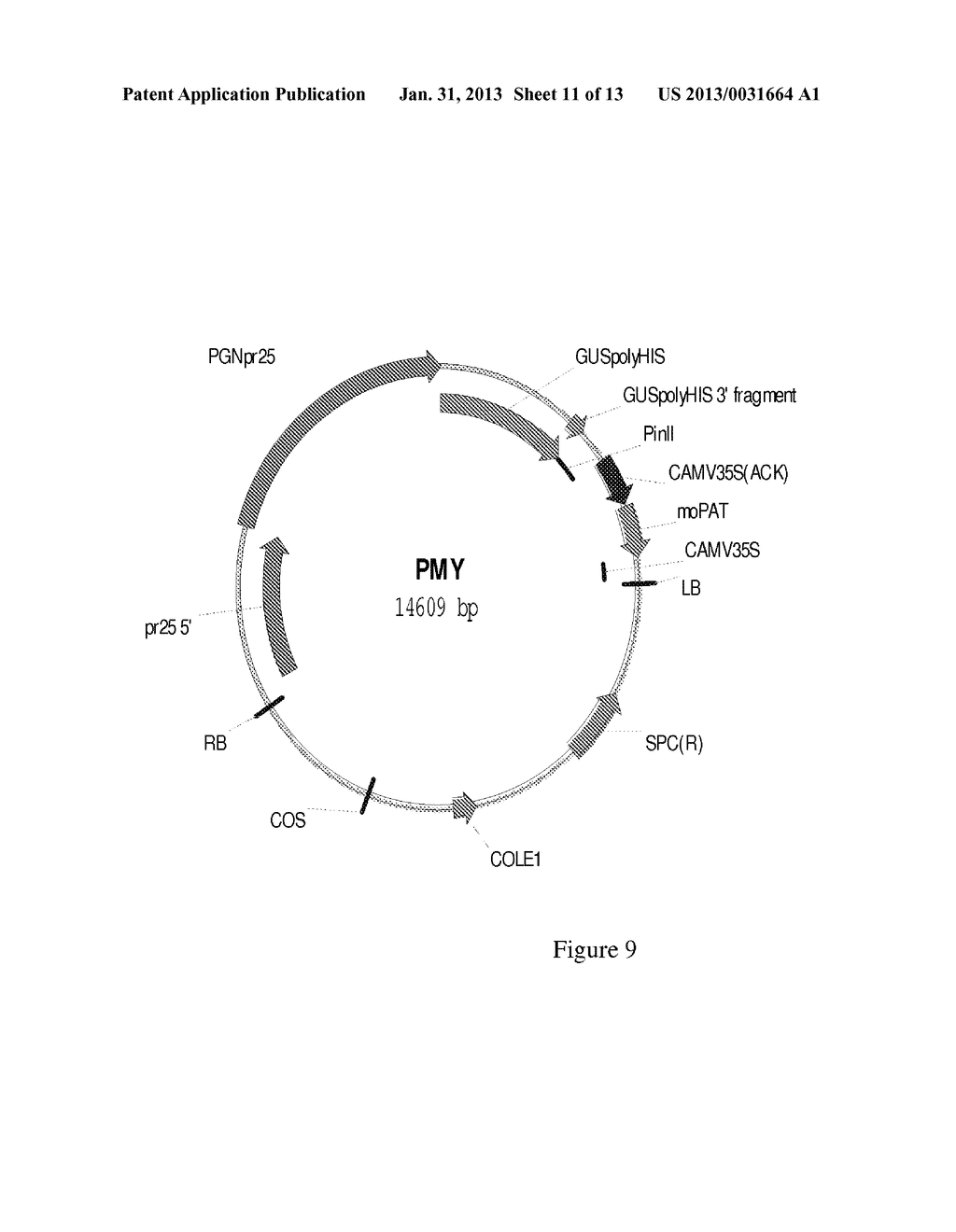 Regulatory region having increased expression and method of using same - diagram, schematic, and image 12