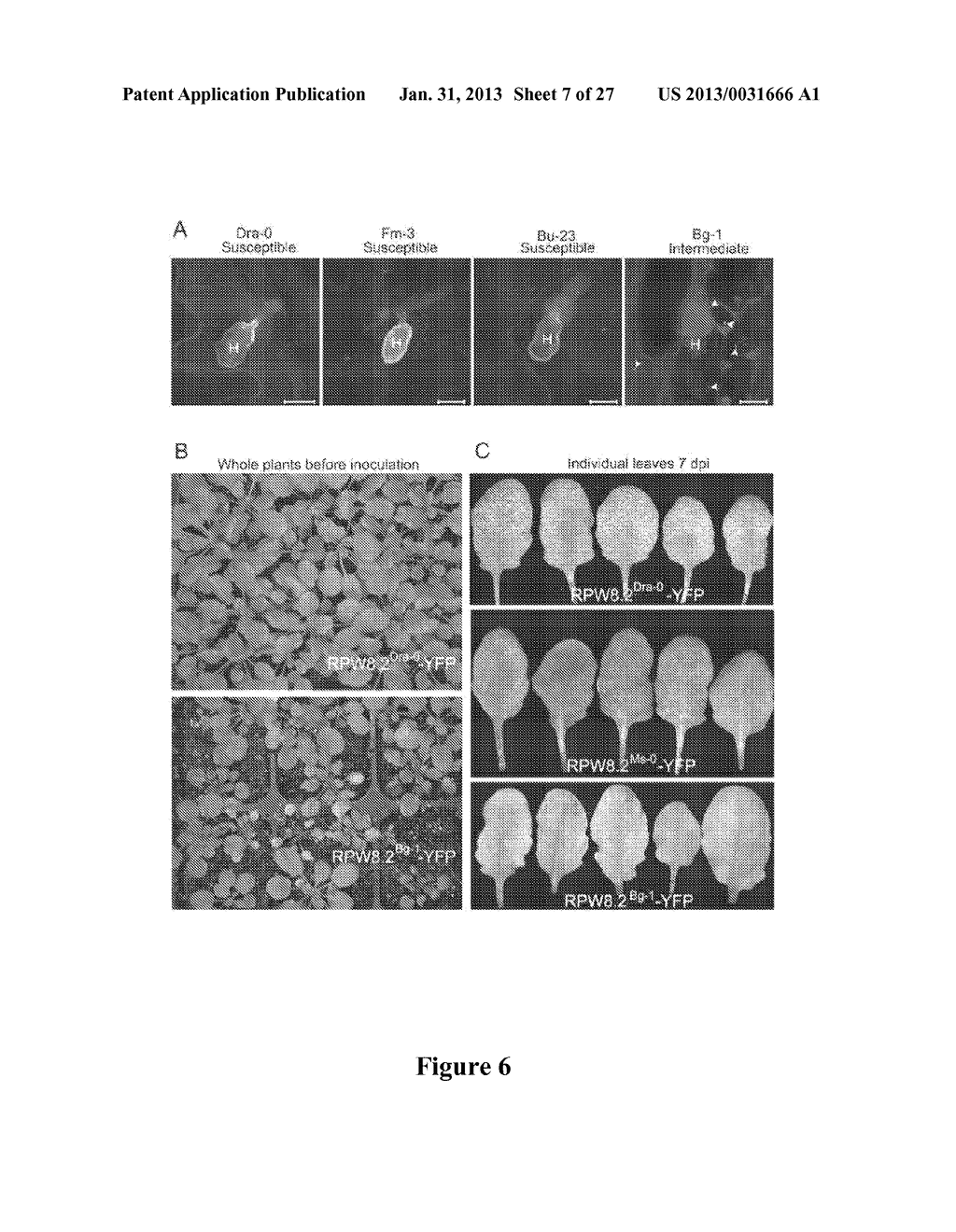 ENGINEERING BROAD-SPECTRUM DISEASE RESISTANCE AGAINST HAUSTORIUM-FORMING     PATHOGENS USING RPW8 AS A DELIVERY VEHICLE - diagram, schematic, and image 08