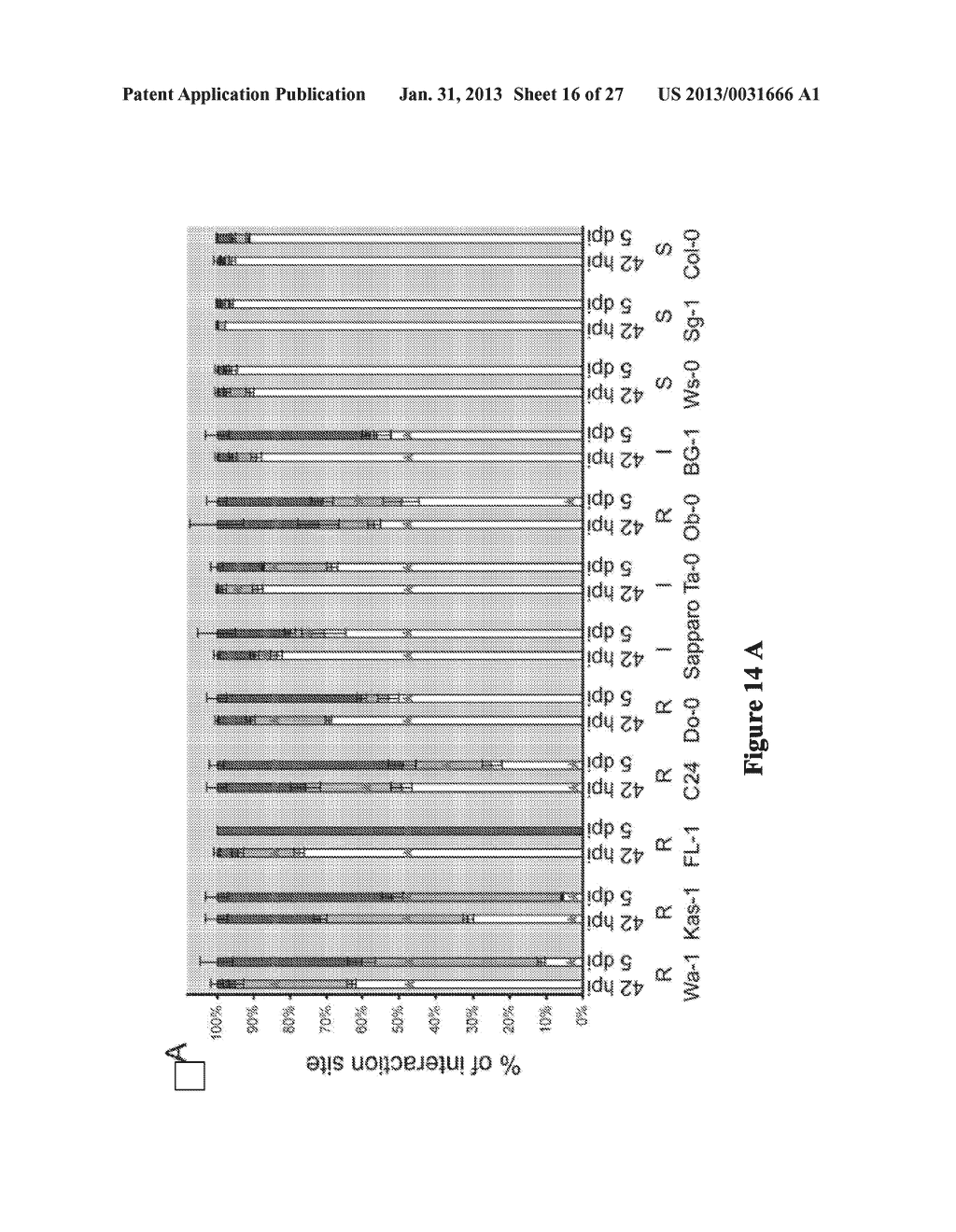 ENGINEERING BROAD-SPECTRUM DISEASE RESISTANCE AGAINST HAUSTORIUM-FORMING     PATHOGENS USING RPW8 AS A DELIVERY VEHICLE - diagram, schematic, and image 17