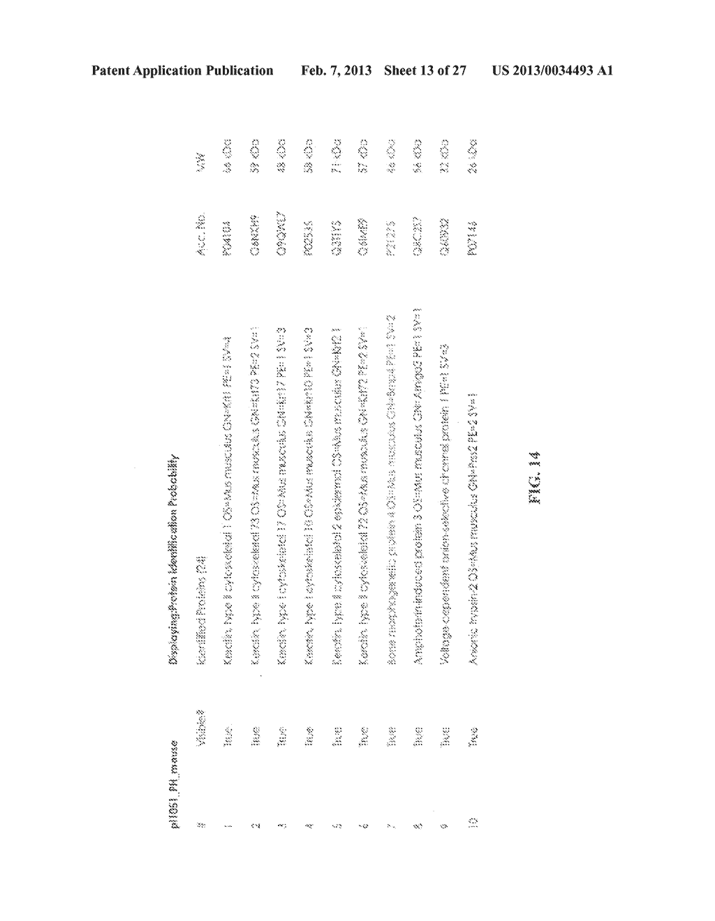 METHODS AND COMPOSITIONS FOR MODULATION OF OLFML3 MEDIATED ANGIOGENESIS - diagram, schematic, and image 14