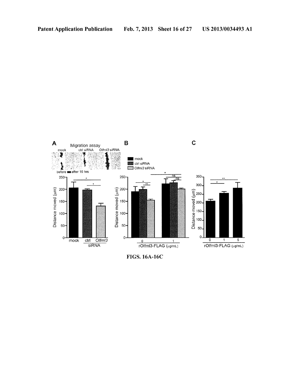 METHODS AND COMPOSITIONS FOR MODULATION OF OLFML3 MEDIATED ANGIOGENESIS - diagram, schematic, and image 17