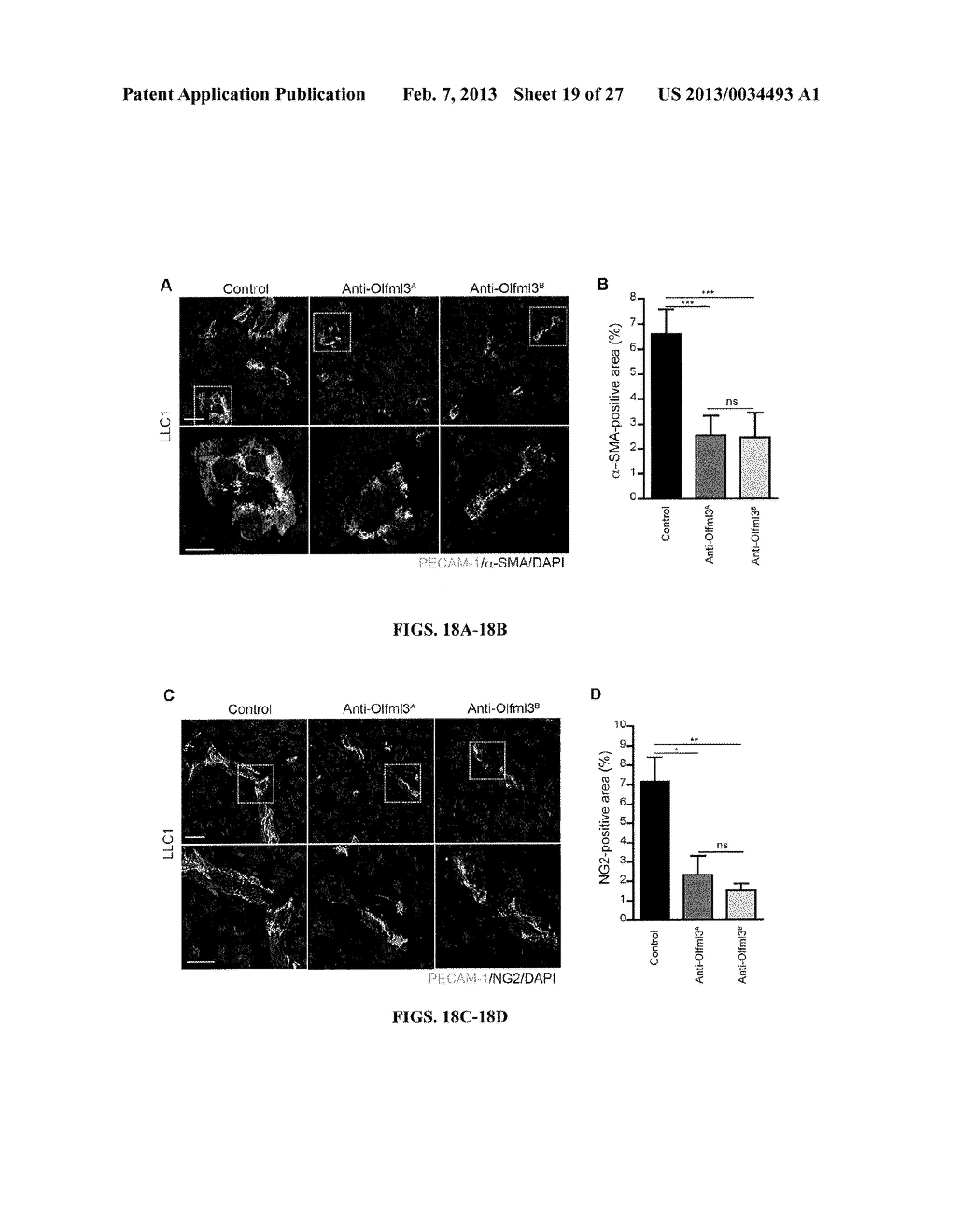 METHODS AND COMPOSITIONS FOR MODULATION OF OLFML3 MEDIATED ANGIOGENESIS - diagram, schematic, and image 20