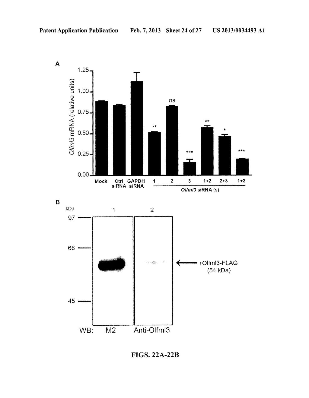 METHODS AND COMPOSITIONS FOR MODULATION OF OLFML3 MEDIATED ANGIOGENESIS - diagram, schematic, and image 25