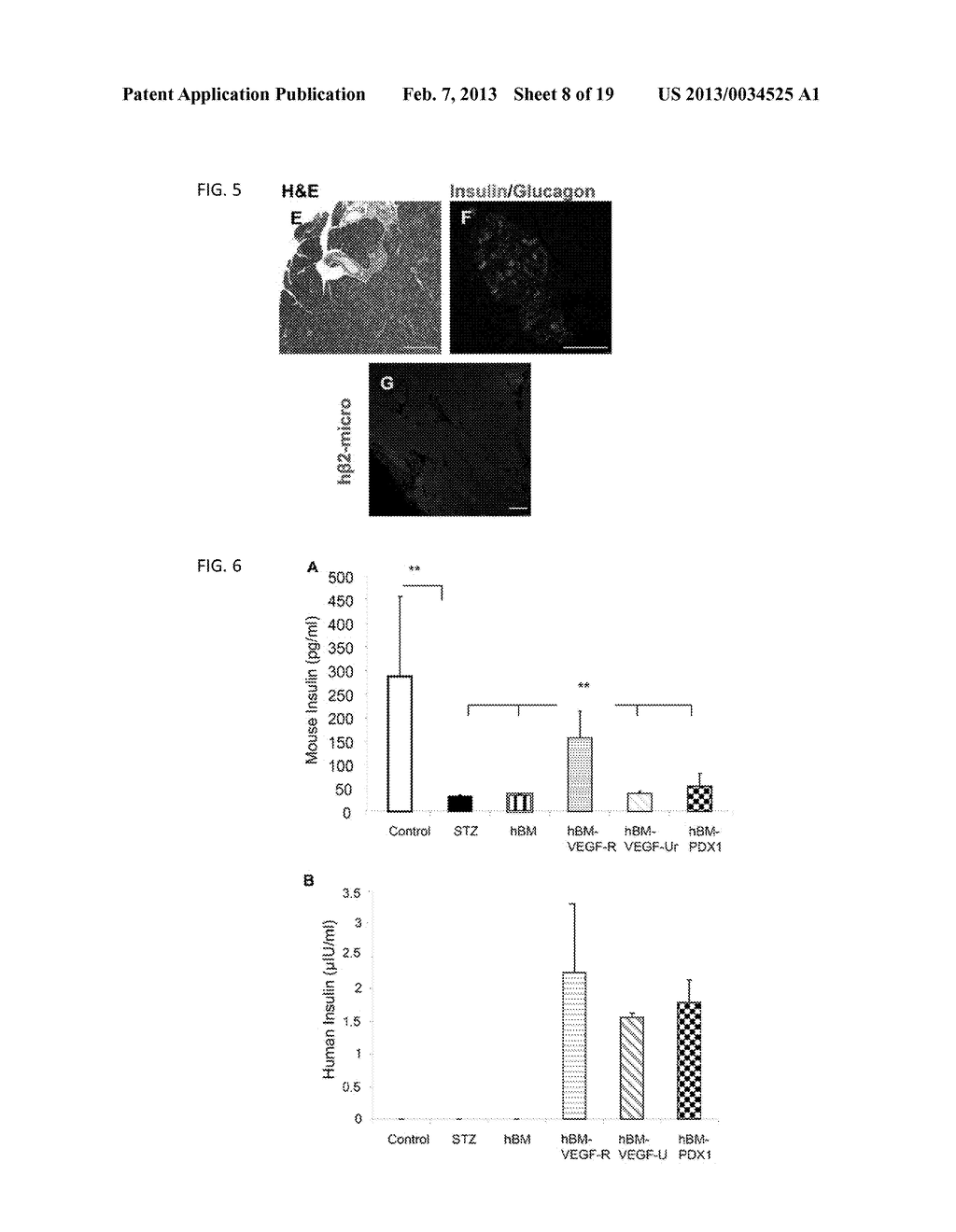 BETA ISELETS-LIKE CELLS DERIVED FROM WHOLE BONE MARROW - diagram, schematic, and image 09