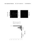 POPULATIONS OF PANCREATIC PROGENITOR CELLS AND METHODS OF ISOLATING AND     USING SAME diagram and image