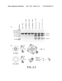 NANOZYMES, METHODS OF MAKING NANOZYMES, AND METHODS OF USING NANOZYMES diagram and image