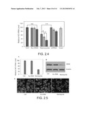 NANOZYMES, METHODS OF MAKING NANOZYMES, AND METHODS OF USING NANOZYMES diagram and image