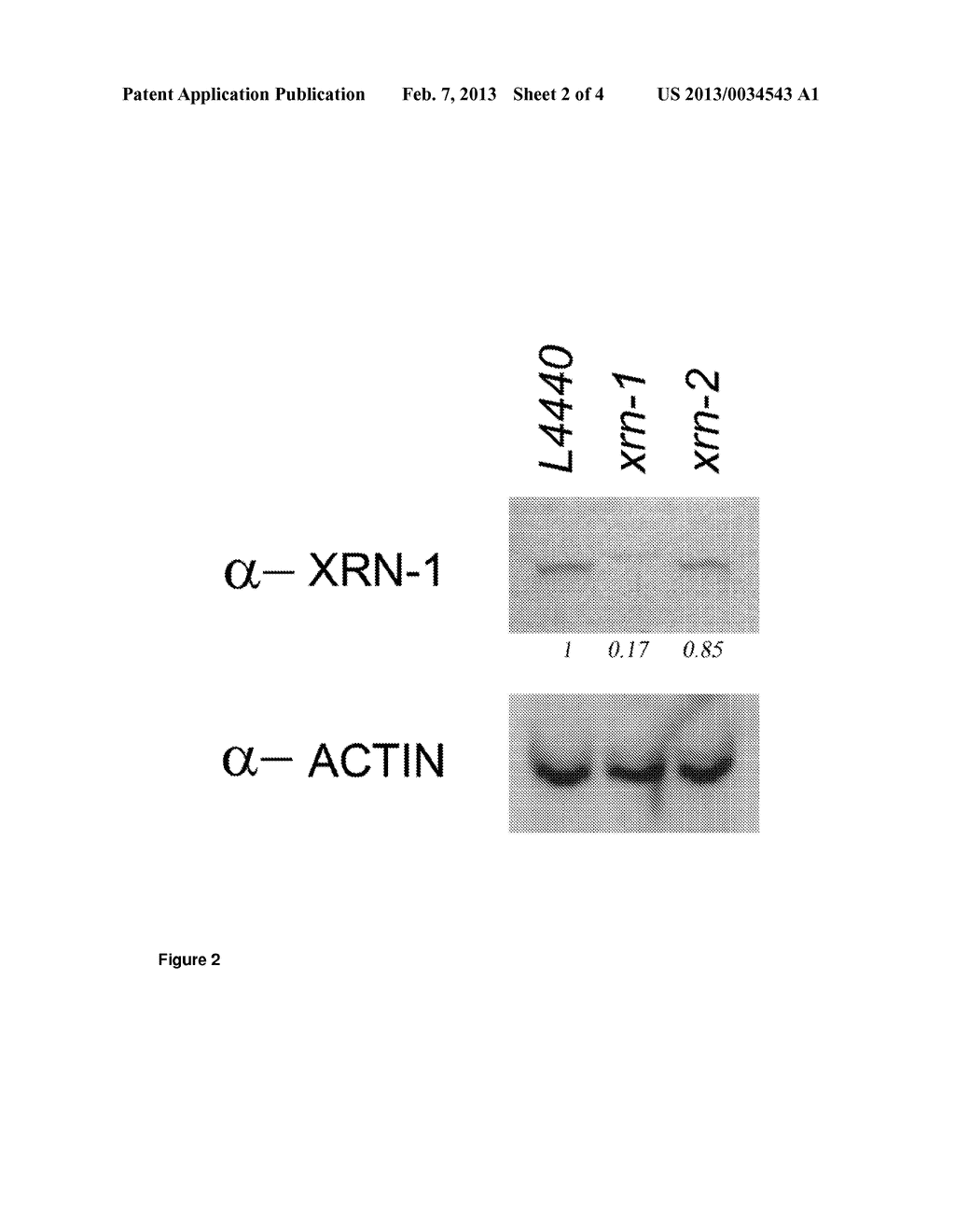 MODULATING XRN1 - diagram, schematic, and image 03