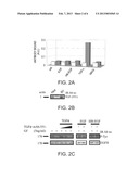 MOLECULES AND METHODS OF USING SAME FOR TREATING ErbB/ErbB LIGANDS     ASSOCIATED DISEASES diagram and image