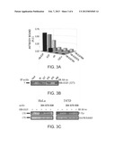 MOLECULES AND METHODS OF USING SAME FOR TREATING ErbB/ErbB LIGANDS     ASSOCIATED DISEASES diagram and image