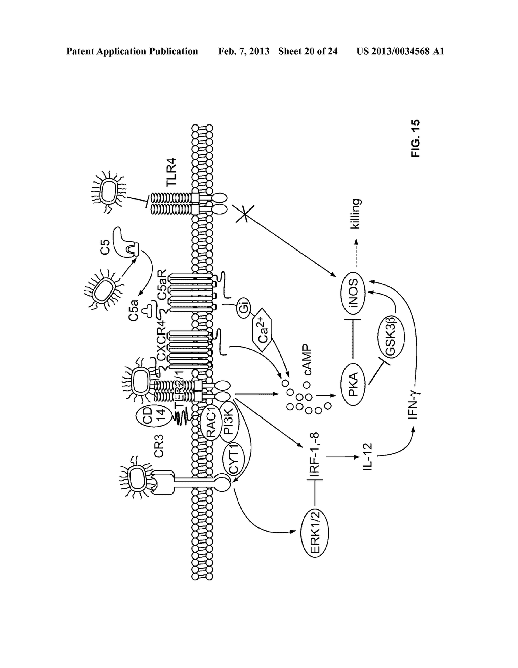 METHODS OF TREATING OR PREVENTING PERIODONTITIS AND DISEASES ASSOCIATED     WITH PERIODONTITIS - diagram, schematic, and image 21