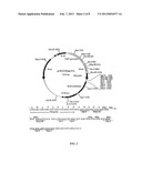 Methods and Compositions for Vaccination Comprising Nucleic Acid and/or     Polypeptide Sequences of Chlamydia diagram and image