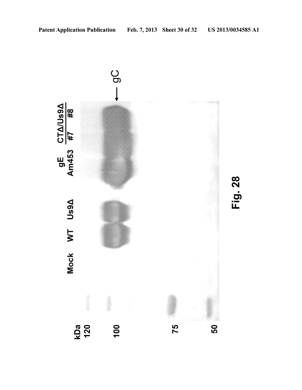 Bovine Herpes Virus Vaccine With Multiple Mutations - diagram, schematic, and image 31