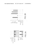 INHIBITORS OF AKT/PKB WITH ANTI-TUMOR ACTIVITY diagram and image