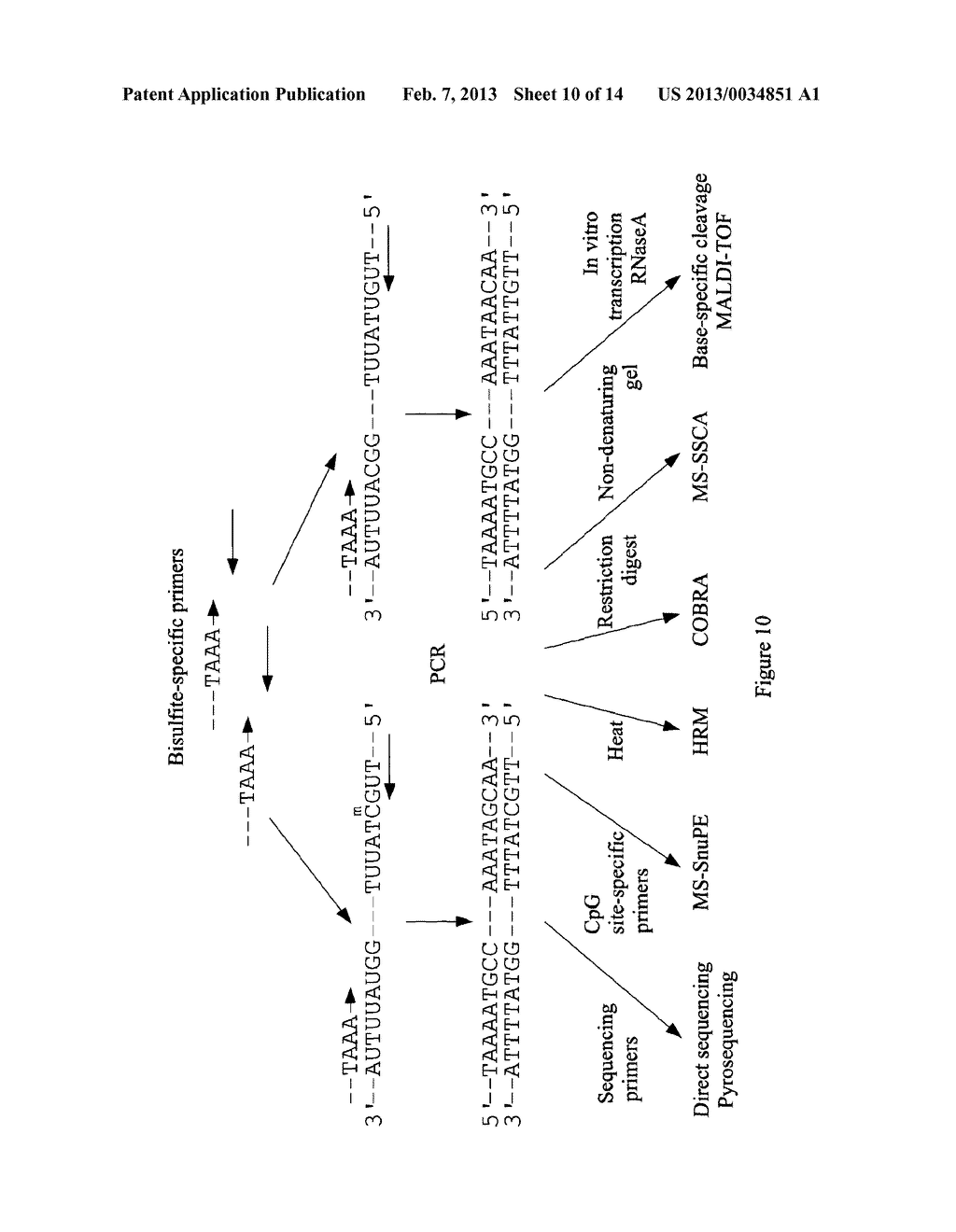 DETECTION OF METHYLATED DNA - diagram, schematic, and image 11