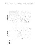 Antibody-Nanoparticle Conjugates and Methods for Making and Using Such     Conjugates diagram and image