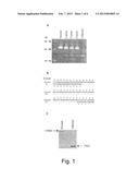DETECTION OF MUTATIONS IN A GENE ENCODING IKB KINASE-COMPLEX-ASSOCIATED     PROTEIN TO DIAGNOSE FAMILIAL DYSAUTONOMIA diagram and image