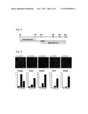 METHOD FOR DIAGNOSING A PROTEIN MISFOLDING DISEASE USING NERVE CELLS     DERIVED FROM IPS CELLS diagram and image