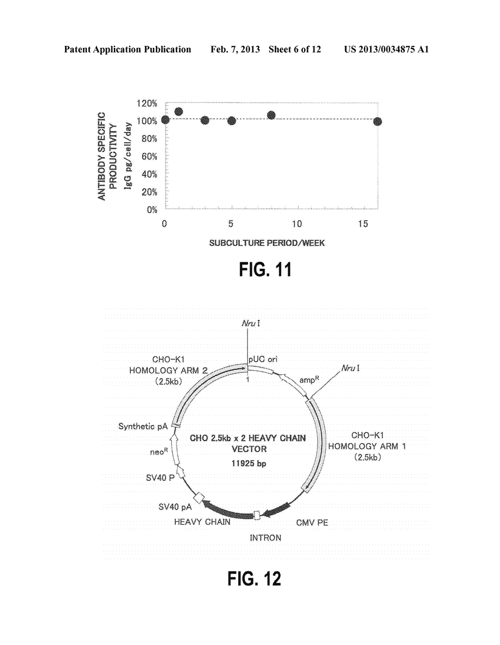 DNA CONSTRUCT, AND PROCESS FOR PRODUCTION OF RECOMBINANT CHO CELL USING     SAME - diagram, schematic, and image 07