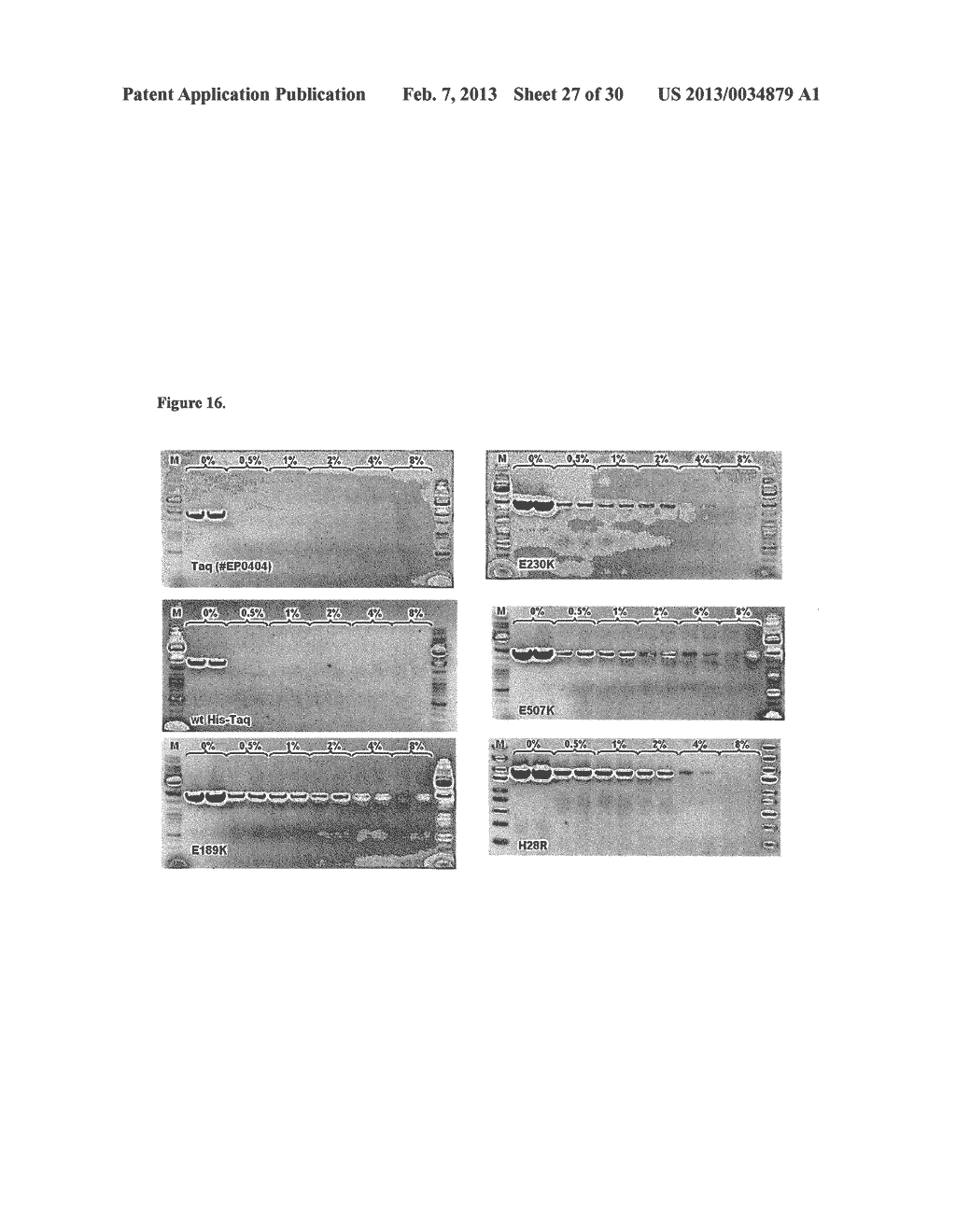 DNA Polymerases - diagram, schematic, and image 28