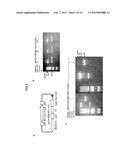 MINICIRCLE DNA VECTOR PREPARATIONS AND METHODS OF MAKING AND USING THE     SAME diagram and image