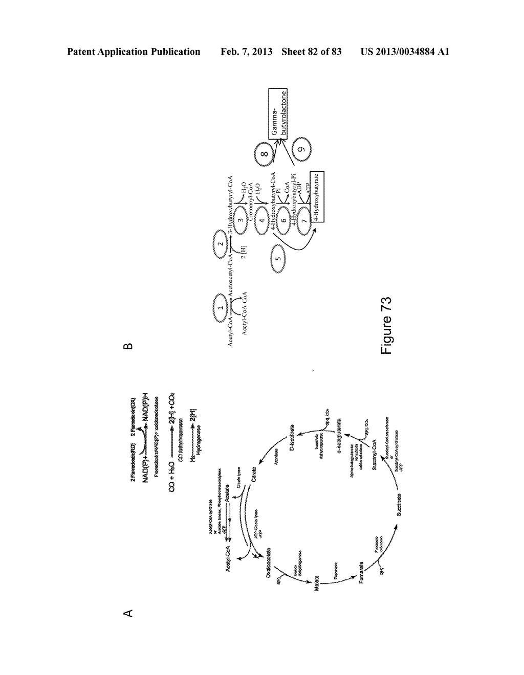 MICROORGANISMS FOR PRODUCING 1,4-BUTANEDIOL AND METHODS RELATED THERETO - diagram, schematic, and image 83