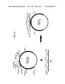 BACTERIAL HOST CELL FOR THE DIRECT EXPRESSION OF PEPTIDES diagram and image