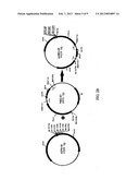 BACTERIAL HOST CELL FOR THE DIRECT EXPRESSION OF PEPTIDES diagram and image