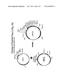 BACTERIAL HOST CELL FOR THE DIRECT EXPRESSION OF PEPTIDES diagram and image