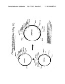 BACTERIAL HOST CELL FOR THE DIRECT EXPRESSION OF PEPTIDES diagram and image