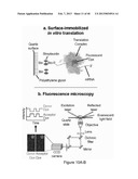 FLUORESCENCE-BASED APPROACH TO MONITOR RELEASE FACTOR-CATALYZED     TERMINATION OF PROTEIN SYNTHESIS diagram and image