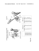 FLUORESCENCE-BASED APPROACH TO MONITOR RELEASE FACTOR-CATALYZED     TERMINATION OF PROTEIN SYNTHESIS diagram and image