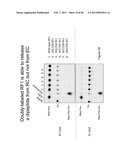 FLUORESCENCE-BASED APPROACH TO MONITOR RELEASE FACTOR-CATALYZED     TERMINATION OF PROTEIN SYNTHESIS diagram and image