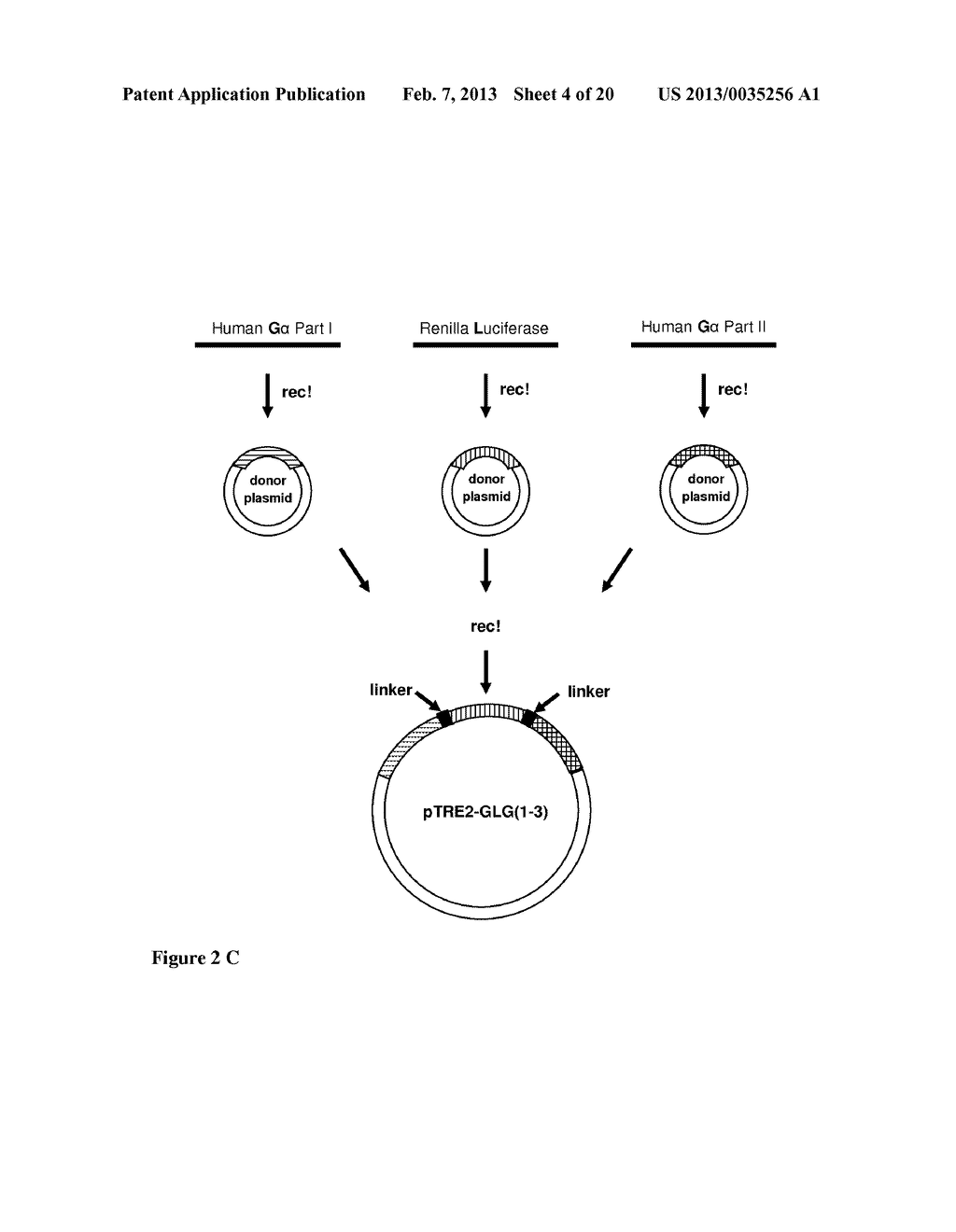 Chimeric Polypeptides Useful in Proximal and Dynamic High-Throughput     Screening Methods - diagram, schematic, and image 05