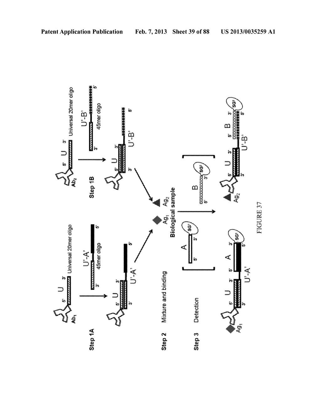 Methods and/or Systems Producing and Providing Sets of Oligonucleotide     Conjugates for Assays and Detections - diagram, schematic, and image 40