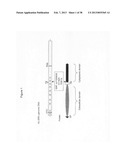 Anti-sense oligonucleotides targeted against exon 9 of IL-23R alpha gene     and method of using same to induce exon skipping and to treat     inflammatory bowel diseases diagram and image