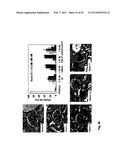 MCP-1 binding nucleic acids diagram and image