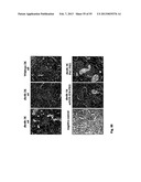 MCP-1 binding nucleic acids diagram and image