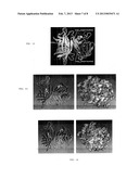 Tetrameric Streptavidin Mutein With Reversible Biotin Binding Capability diagram and image